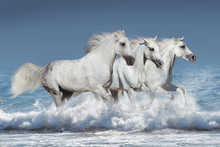 Horse Herd Run Gallop In Waves In The Ocean