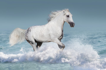  White arabian horse run gallop in waves in the ocean