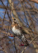 © Marina Khilko - Feldfare on a tree in winter