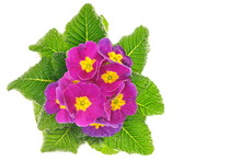 Beautiful Pink Primula Flower, Right You Can Write Some Text