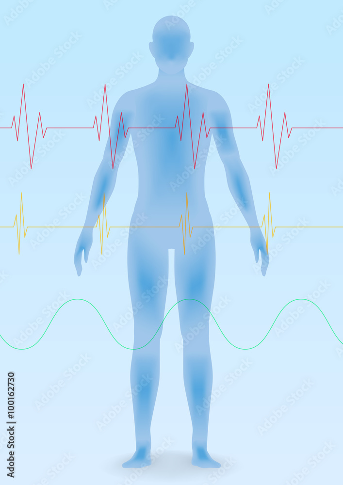 human body silhouette and vital sign waveforms, vector illustration ...