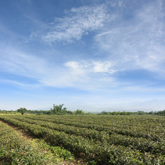 Canvas Print - tea farm