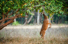 Eating Wild  Male Cheetal Deer (Axis Axis). India