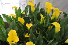 Flowers Yellow Calla Lilies With Variegated Foliage