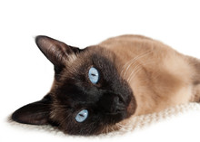 Blue Eyed, Relaxed Siamese Cat Lying On It's Side And Staring - White Background.