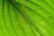 © Alekss - green leaf texture