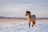 welsh pony at winter