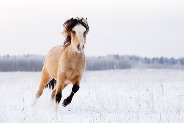 Wall Mural - welsh pony run