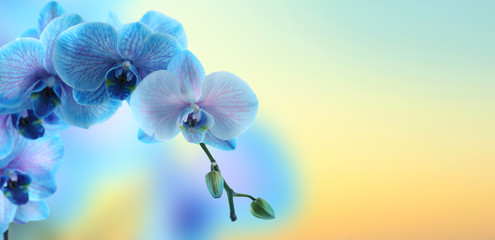 Wall Mural - Beautiful blue orchid on blue background with space for text