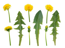 Dandelion Flowers, Buds And Leaves