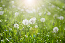 Dandelion Field Of Green Grass