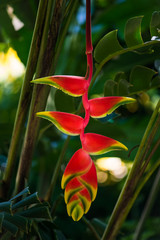 hanging lobster claw heliconia rostrata tropical flower bright red yellow green plant flora in tobag