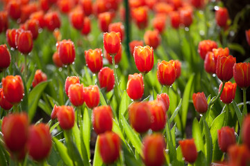 tulips