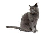 Fototapeta Koty - gray cat sits on a white background