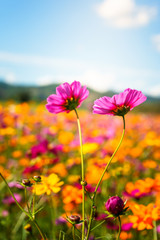 beautiful cosmos flowers in nature environment