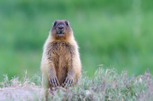 Steppe Marmot (marmota Bobak)