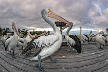 Pelican Portrait On The Sandy Beach