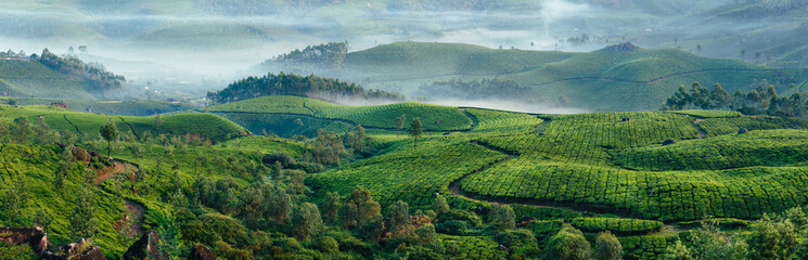 Green hills of tea plantations in Munnar