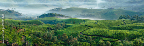 Fotografía Green hills of tea plantations in Munnar