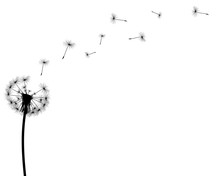 Black Silhouette With Flying Dandelion Buds On A White Backgroun