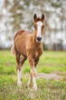 Baby foal of draught horse