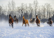 Herd of horses running in the snow
