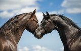 Fototapeta Konie - Two horses on a background of sky