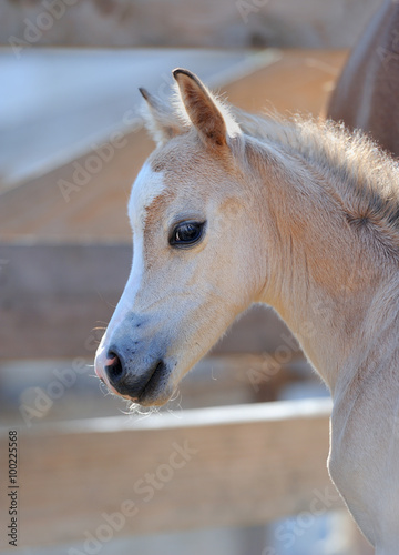 Fototapeta na wymiar Portrait of a cute foal