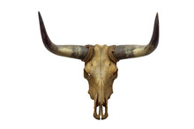 Head Skull Of Bull