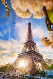 Fototapeta  - Eiffel Tower with spring tree in Paris, France