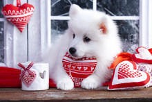 Valentine Havanese Puppy Dog With A Red Heart
