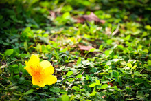 Yellow Flower On The Grass With Vignette Feel