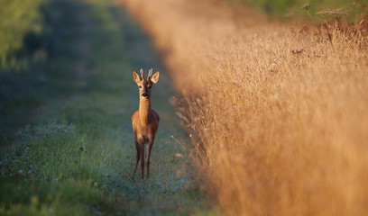 Wall Mural - young roe buck deer