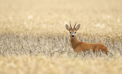 Wall Mural - roe buck deer