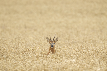 Wall Mural - roe buck deer