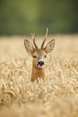 Wall Mural - roe buck deer