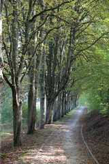 Poster - Waldweg