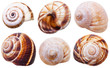 set of spiral mollusc shells of land snails