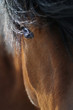 Closeup portrait of a blue-eyes horse