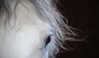 Beautiful eye of the white horse