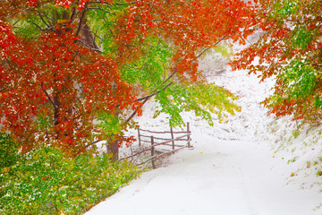 First snow in autumn beech forest in the Carpathian Mountains.