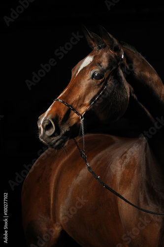 Cuadros en Lienzo Retrato de un caballo de bahía en el fondo negro
