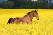 running horse in the colza field