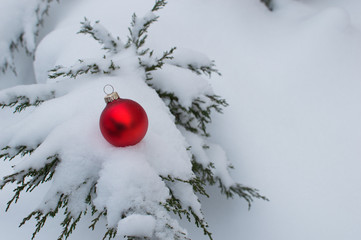 Christmas tree ball on juniper branch