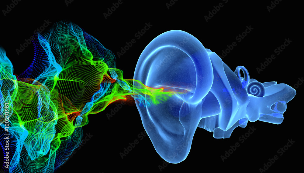 3D ear anatomy with siund waves Stock Illustration | Adobe Stock