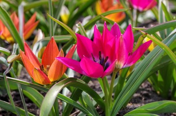 Wall Mural - Wildtulpe little beauty und hageri splendens   - wild tulip little beauty and hageri splendens