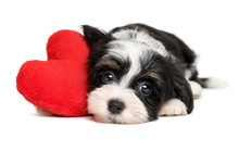 Lover Valentine Havanese Puppy Dog With A Red Heart
