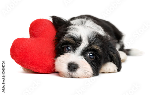 Naklejka dekoracyjna Lover Valentine Havanese puppy dog with a red heart