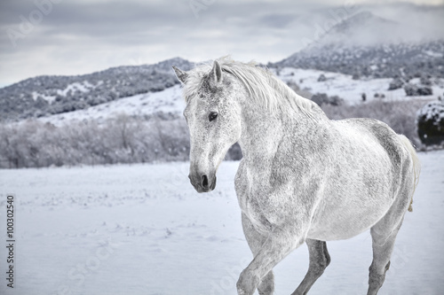 Naklejka - mata magnetyczna na lodówkę White Horse in snow with mountain in background