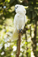 Wall Mural - White Cockatoo